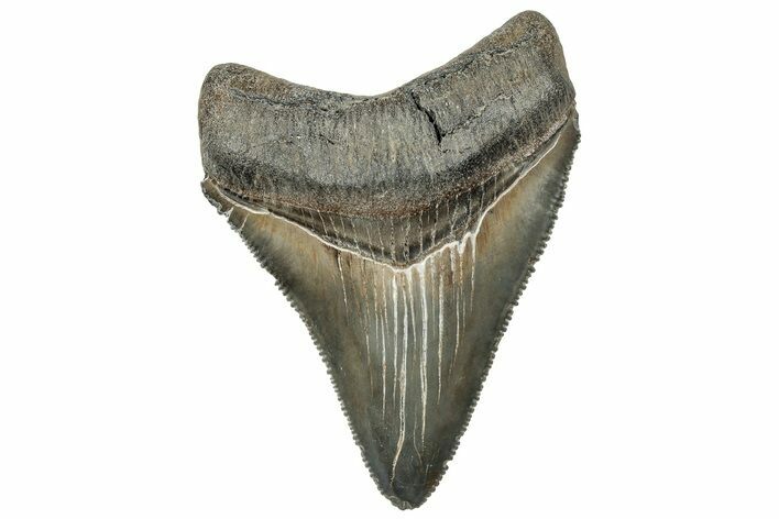 Serrated, Juvenile Megalodon Tooth - South Carolina #321419
